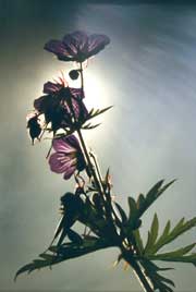 Ф №1242-29 цветы и солнце
